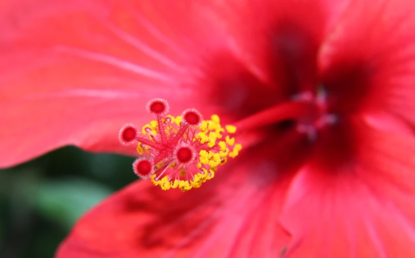 closeup po of pink flower in daytime