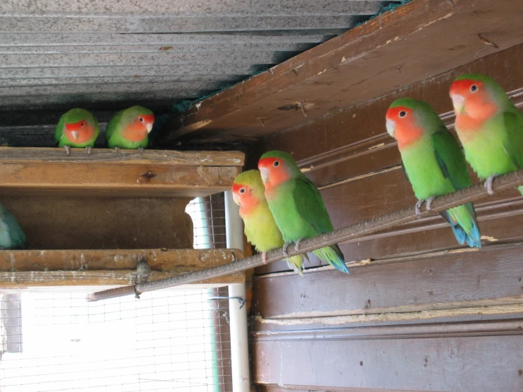 some small green and red birds sitting on top of wooden bars