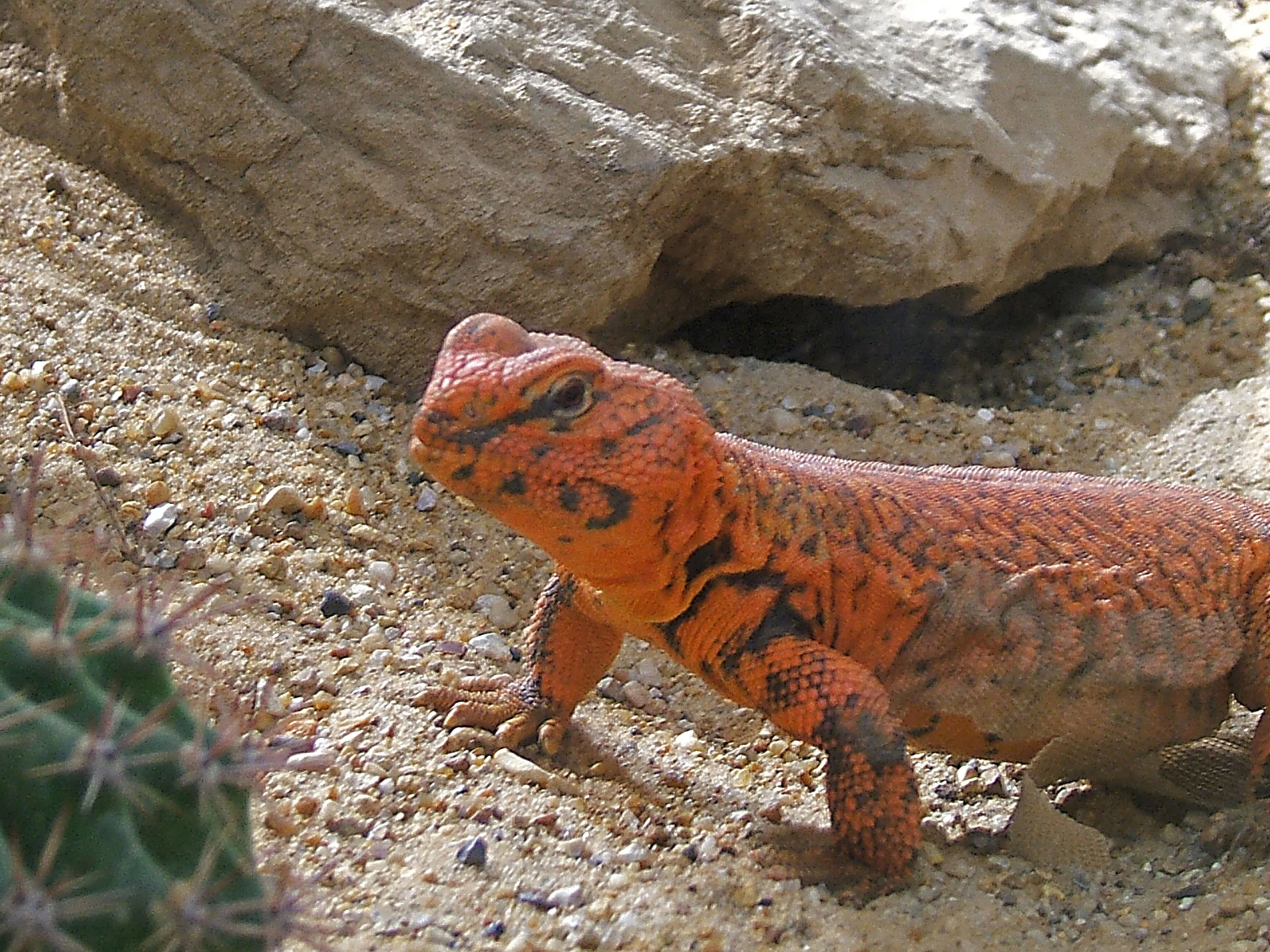 a close up of a lizard on sand near a tree