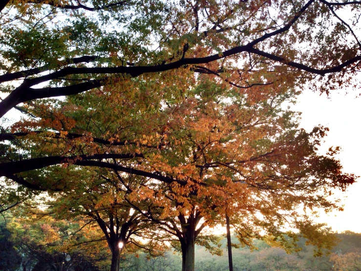 several benches along side of trees on a street