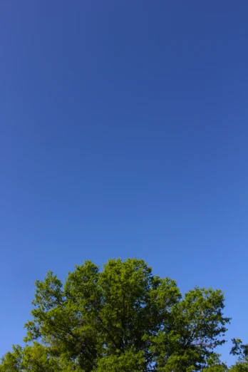 a lone tree in the distance in the middle of a clear sky