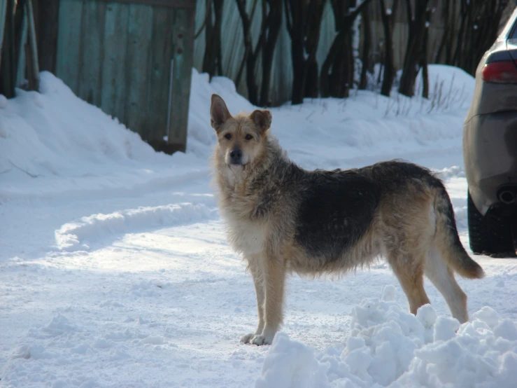 a large furry dog stands in the snow near a car