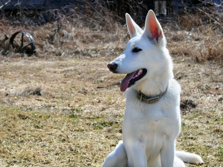 a white dog with red collar sitting in an open field