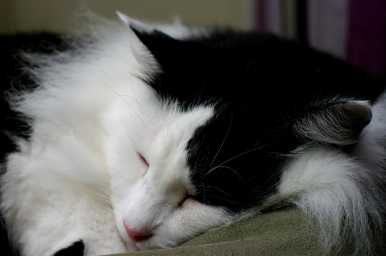 a close up of a cat sleeping on a couch