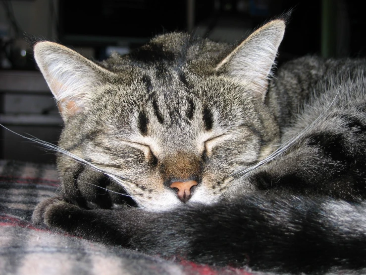 cat with its eyes closed sleeping on a blanket