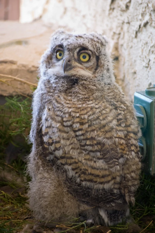 a gray owl standing on the ground next to a wall