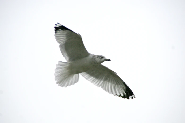 a flying white bird with long legs and wings