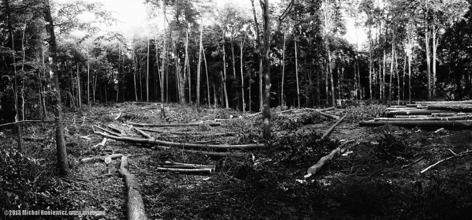 a group of logs and nches laying on the ground