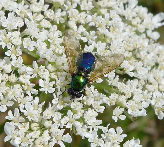 two flies perched on flowers with many petals