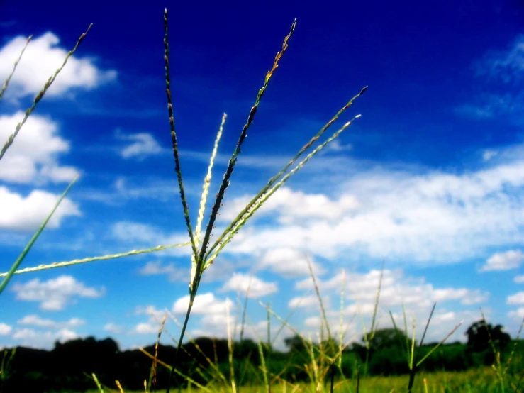 a grassy field with some very tall grass