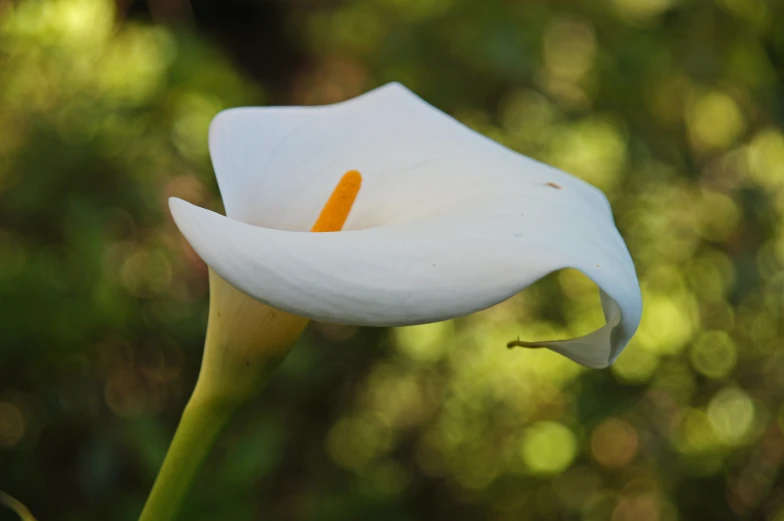 a white flower with an orange center is sitting on some green stems