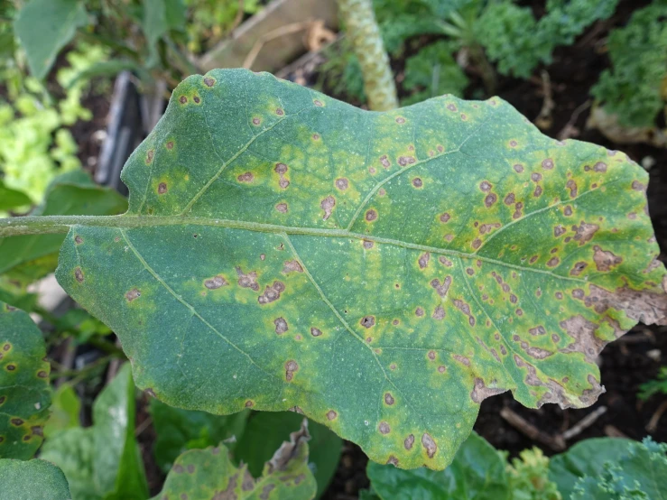 a large green leaf with brown spots is shown