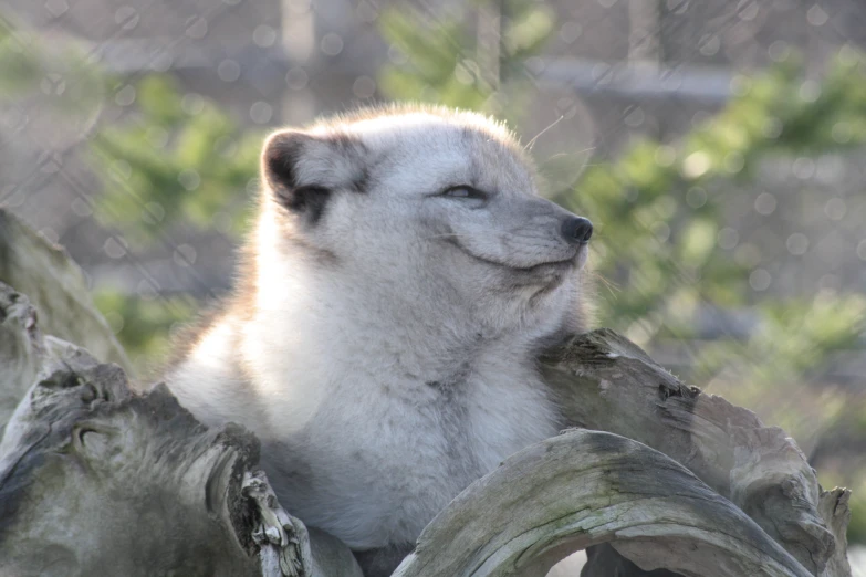 a polar bear laying in a tree trunk