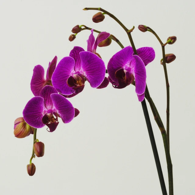 a purple orchid with green stems and buds in it