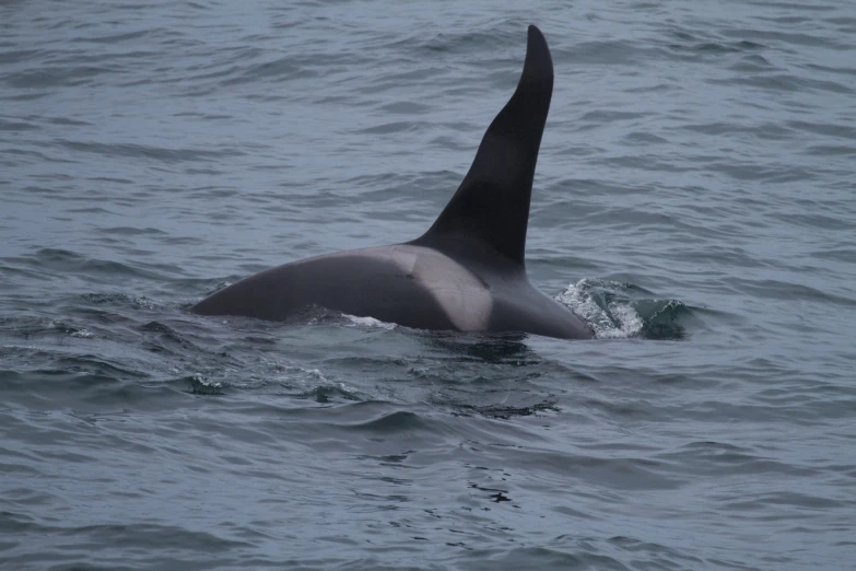 a black and white whale head floating on water