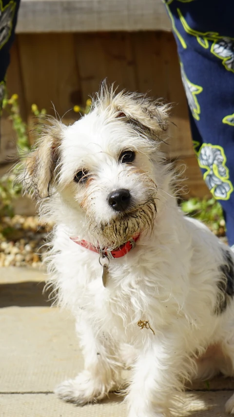 small white dog sitting down next to person's legs