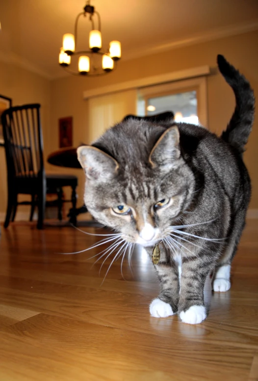 a cat walking on a hard wood floor in a house
