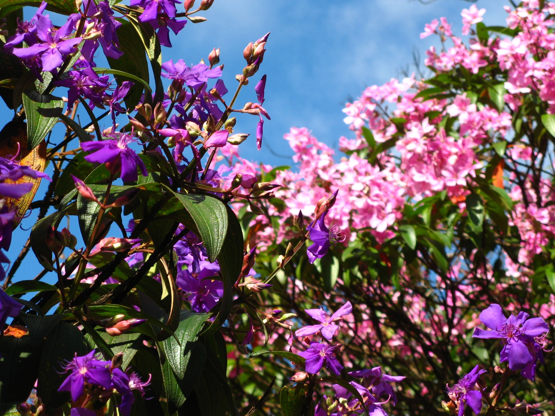 a bush of blooming purple flowers on top of it