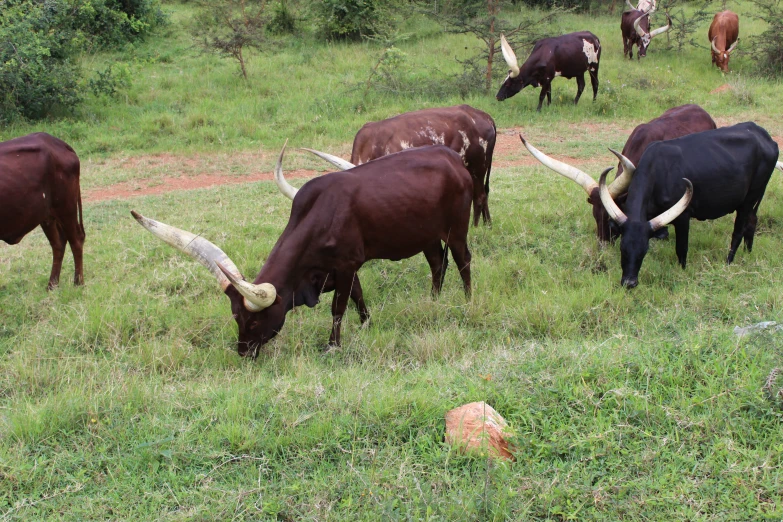 some cows grazing in the field near one another