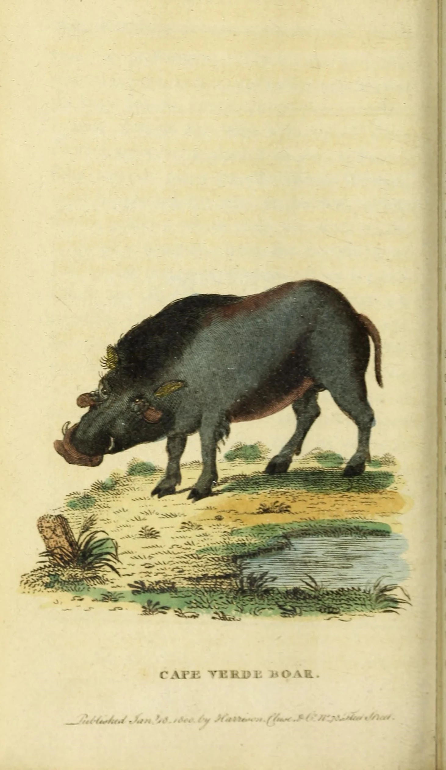 an illustration showing a large black boar standing on top of a grass covered field