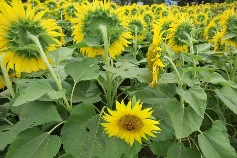 a large field with many yellow flowers