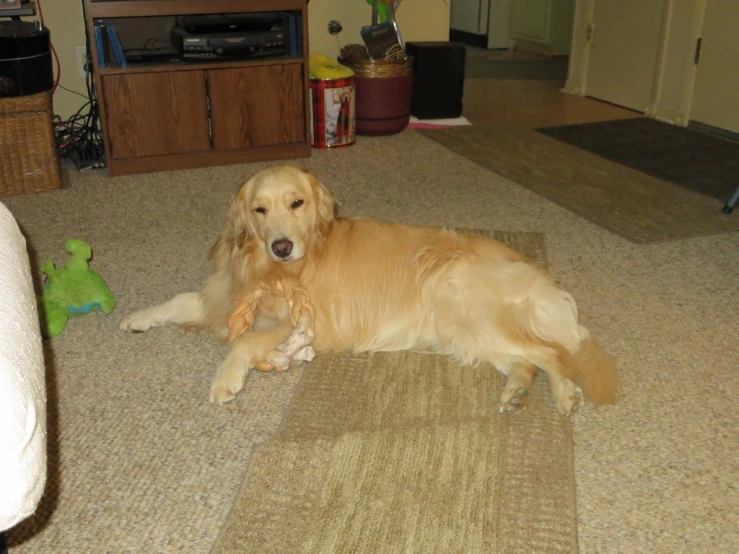 a dog sitting on a rug with his teddy bear