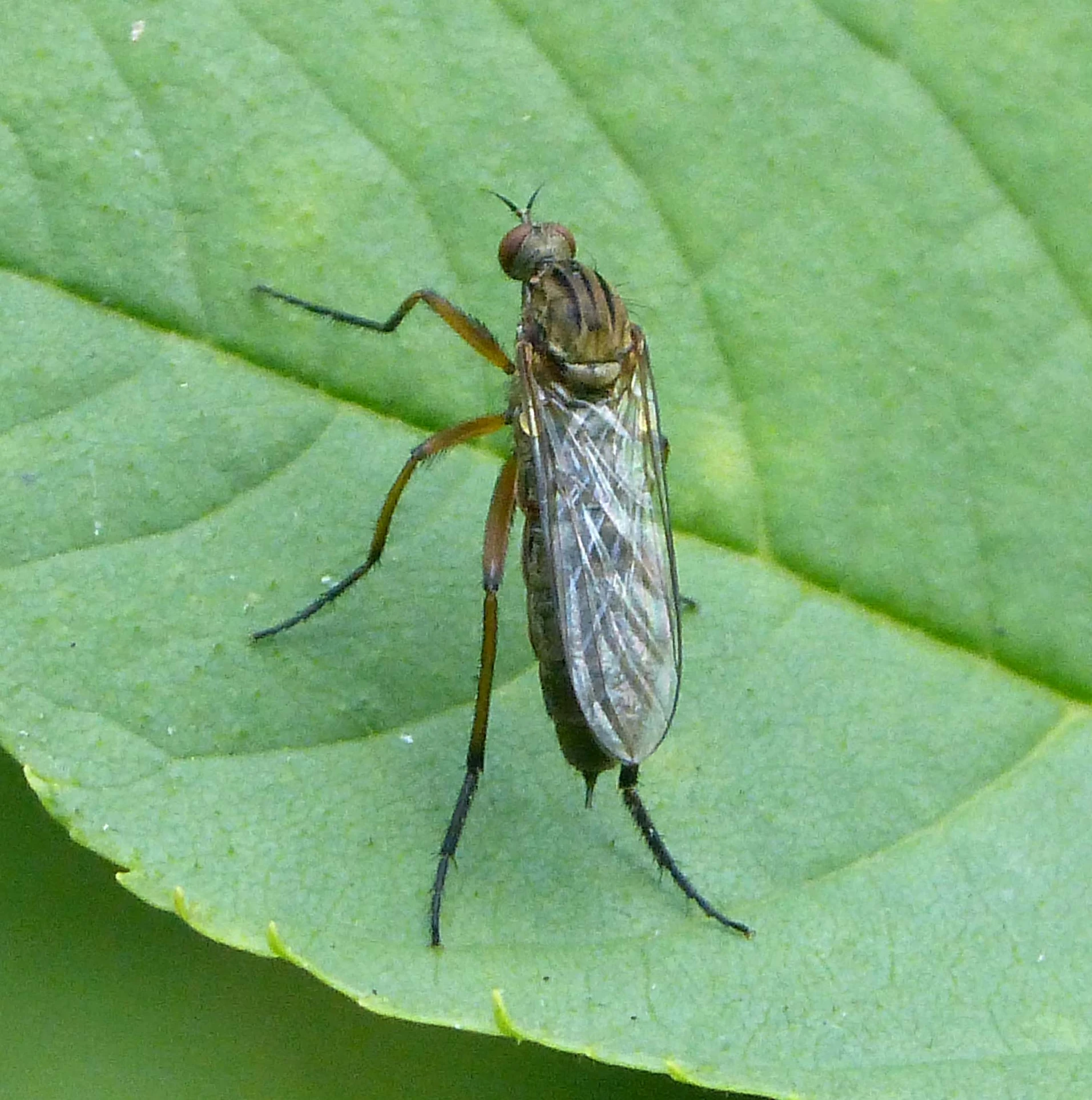 a fly is sitting on the green leaf