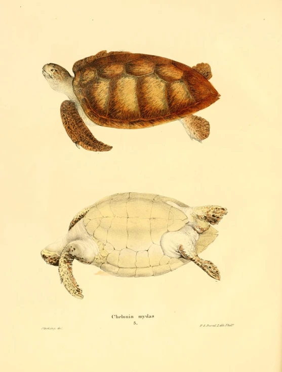 three different types of turtles on one image and an animal with a head down