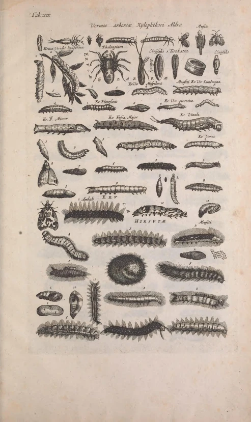 an old book showing various drawings of plants