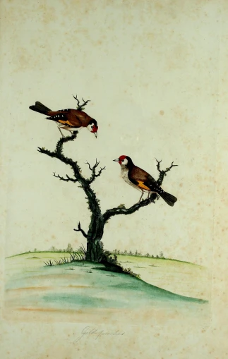an image of two birds in a tree
