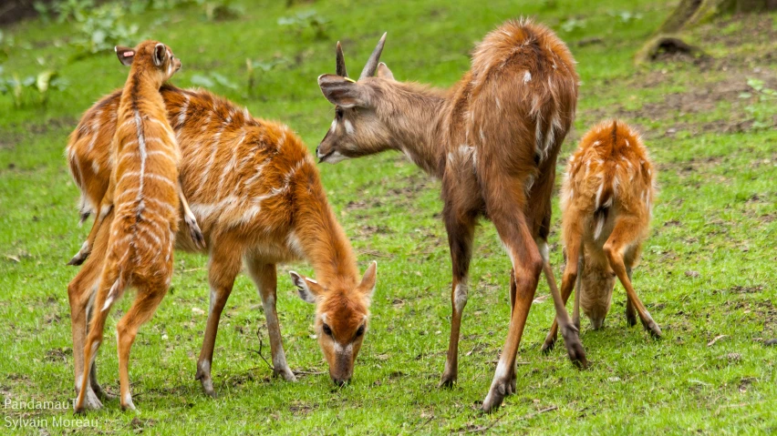 an adorable deer standing next to a group of small elk