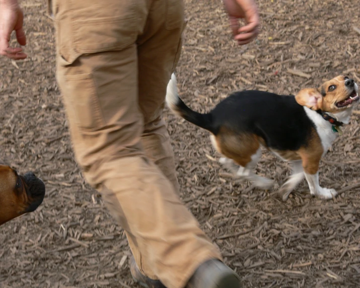 a dog stands behind a person walking