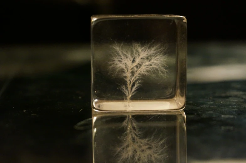 a square glass object with a tree inside