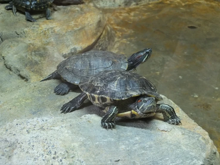 a turtle and its young on rocks in an enclosure