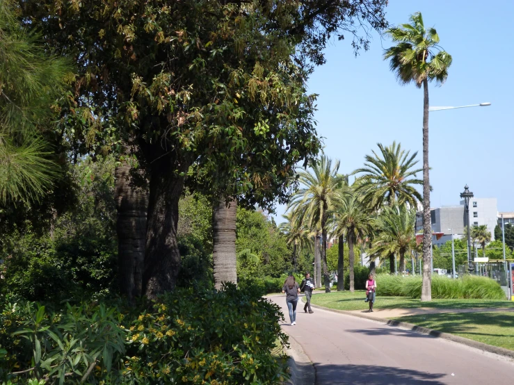 a group of people walking on a sidewalk next to trees