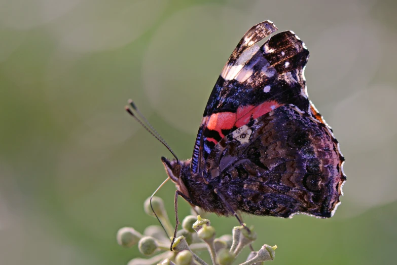 a blue and white moth sitting on top of a flower