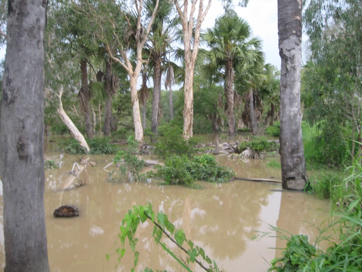 a muddy area with trees and vegetation with large amounts of water