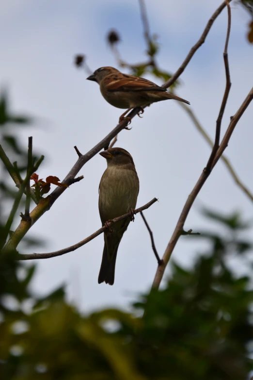 two birds perched on nches in the trees