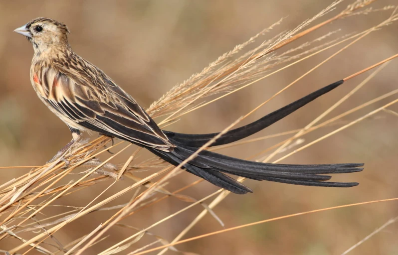 a brown and black bird is sitting on the end of a long nch