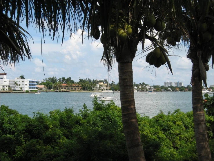 several palm trees near the water with boats in the background