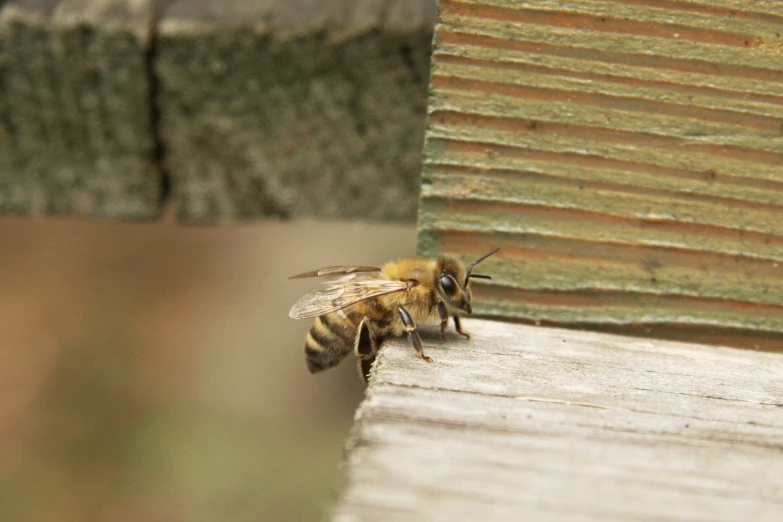 close - up image of a honeybee coming down from a piece of wood