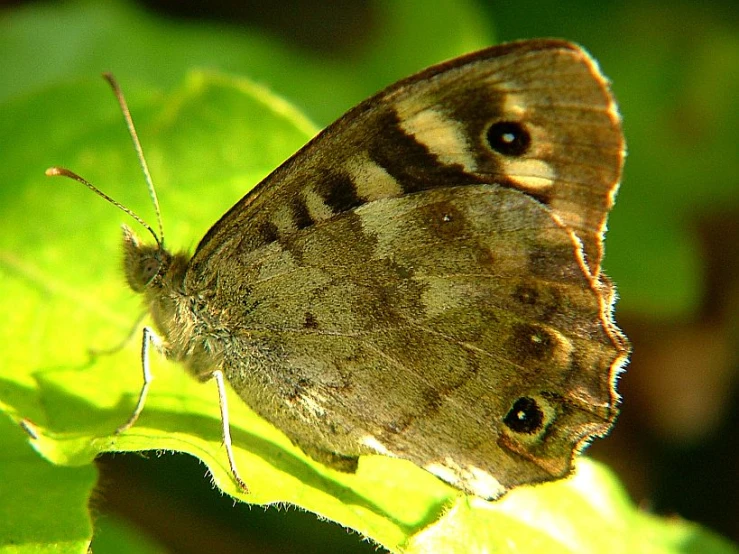 the small erfly is on a leaf with light from the sun