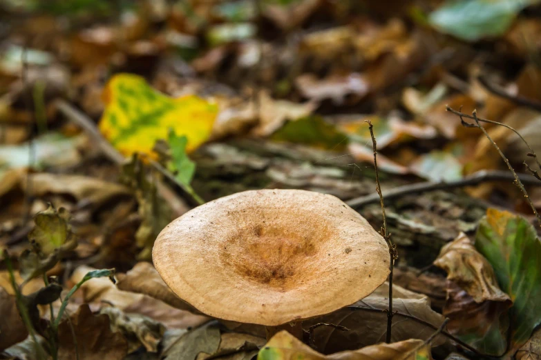 there is a mushroom in the forest