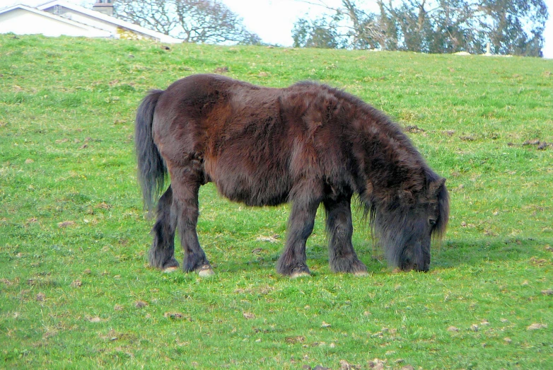 a dark brown horse is eating grass on a hill