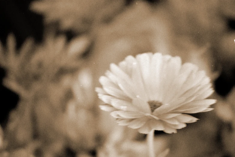 a single flower on a stick sitting in a garden