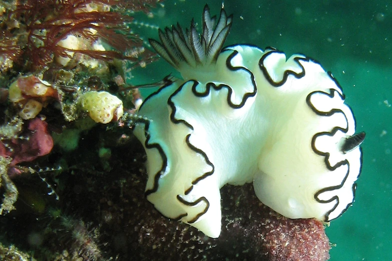 an odd looking white fish on the sea surface