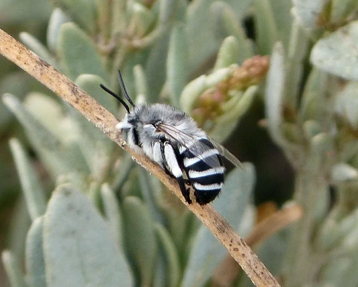 the small black and white cater crawling on top of a leaf