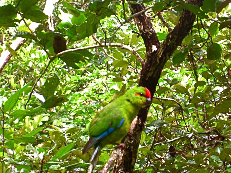 a brightly colored bird is perched on a nch in the trees