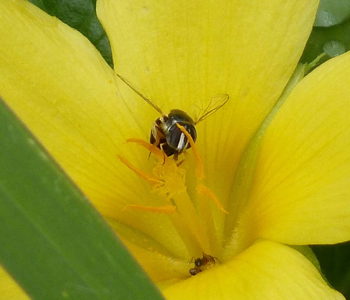 a bee standing on the tip of a yellow flower