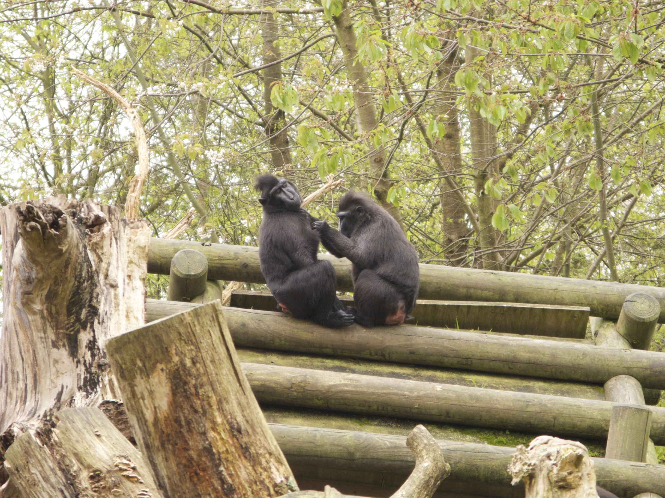 two monkeys are sitting on a log by some logs